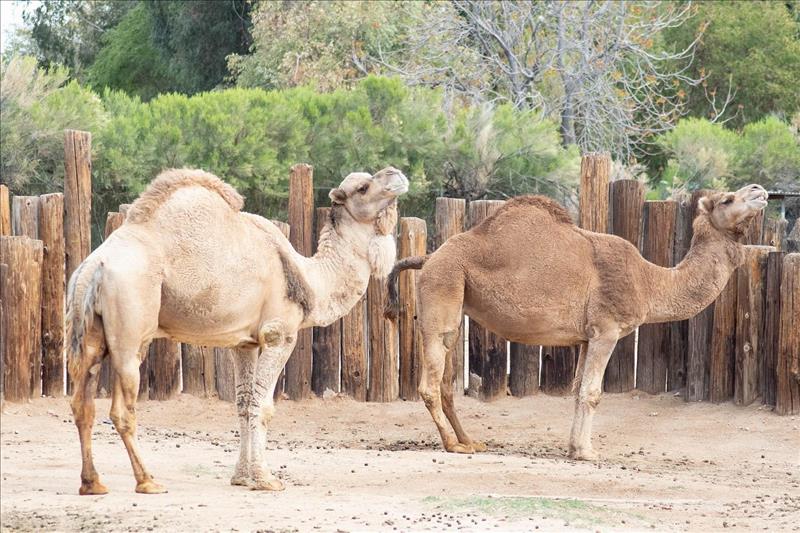Wildlife World Zoo, Aquarium & Safari Park - Litchfield Park, AZ