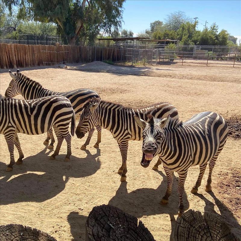 Wildlife World Zoo, Aquarium & Safari Park - Litchfield Park, AZ